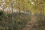 朝阳堡长城