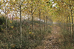 朝阳堡长城