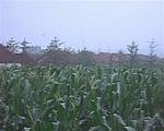 南杨屯土城址